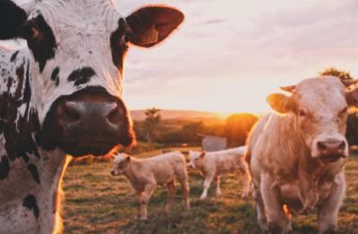 Cows on a field. 